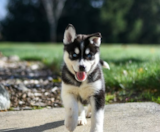 Pomsky Puppies For Sale Windy City Pups